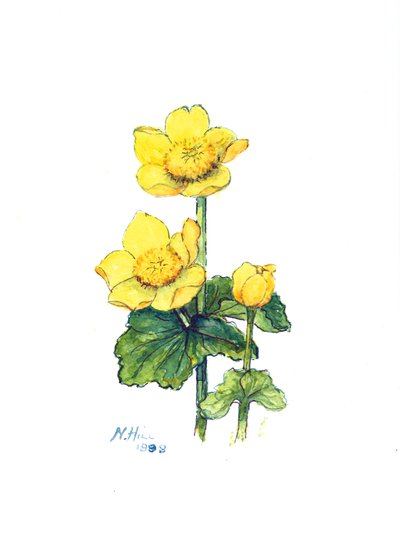 Marsh Marigold by Nell Hill